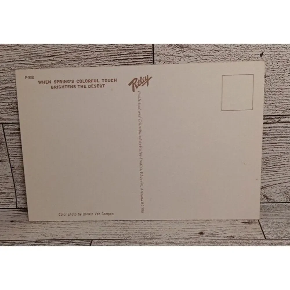 Vintage Postcard Spring Desert cactus flowers nature Ephemera Travel‎ Souvenir